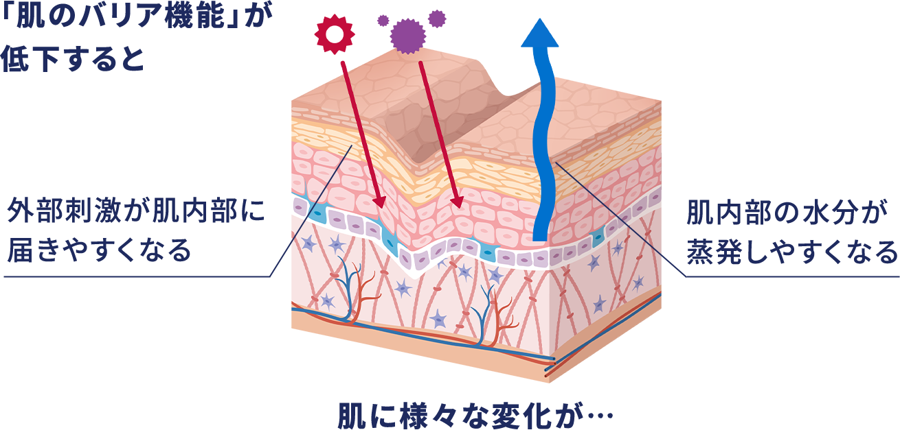肌のバリア機能が低下すると　外部刺激が肌内部に届きやすくなる　肌内部の水分が蒸発しやすくなる　肌に様々な変化が&hellip;